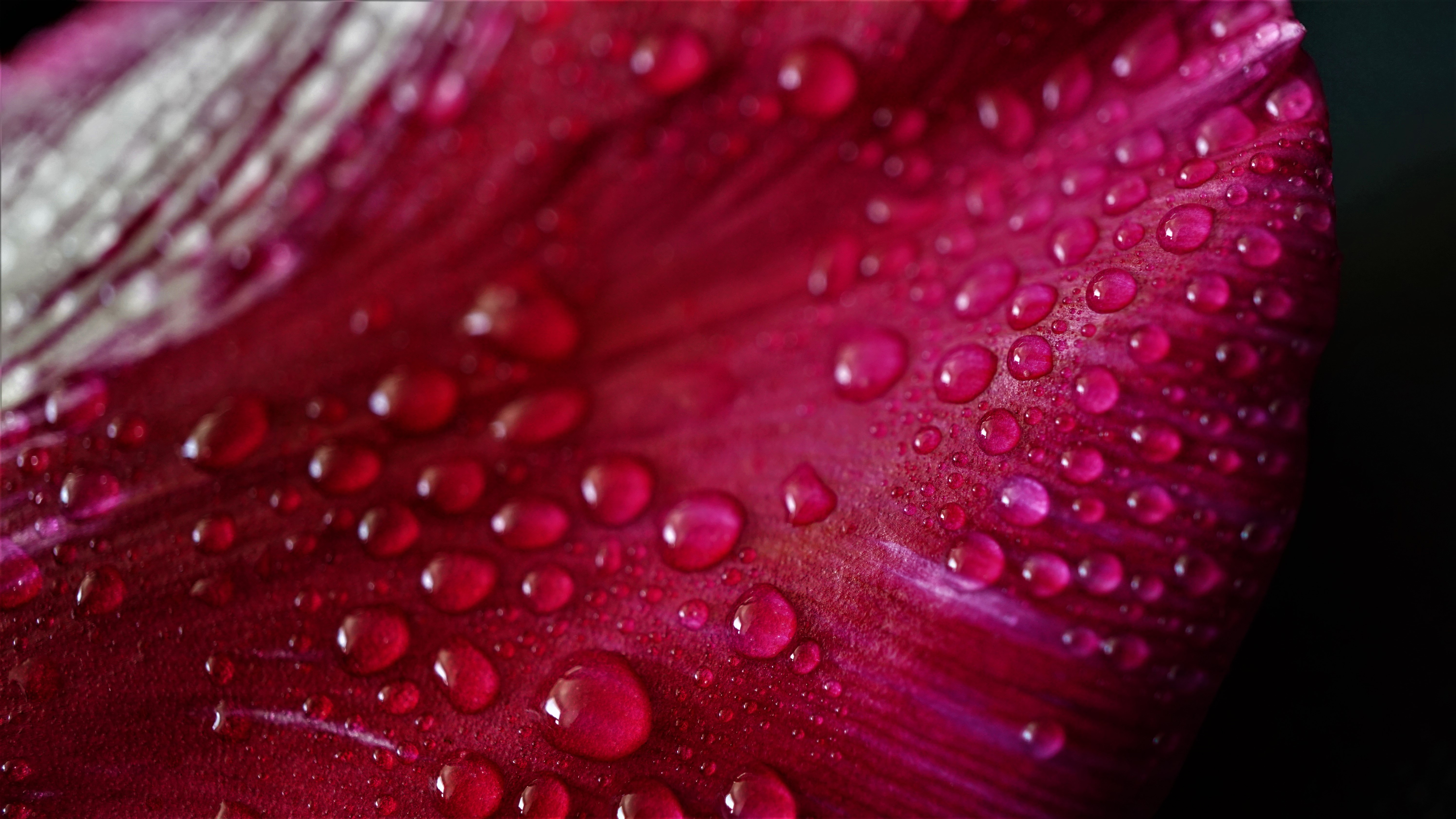Water Droplets on a Pink Tulip Petal