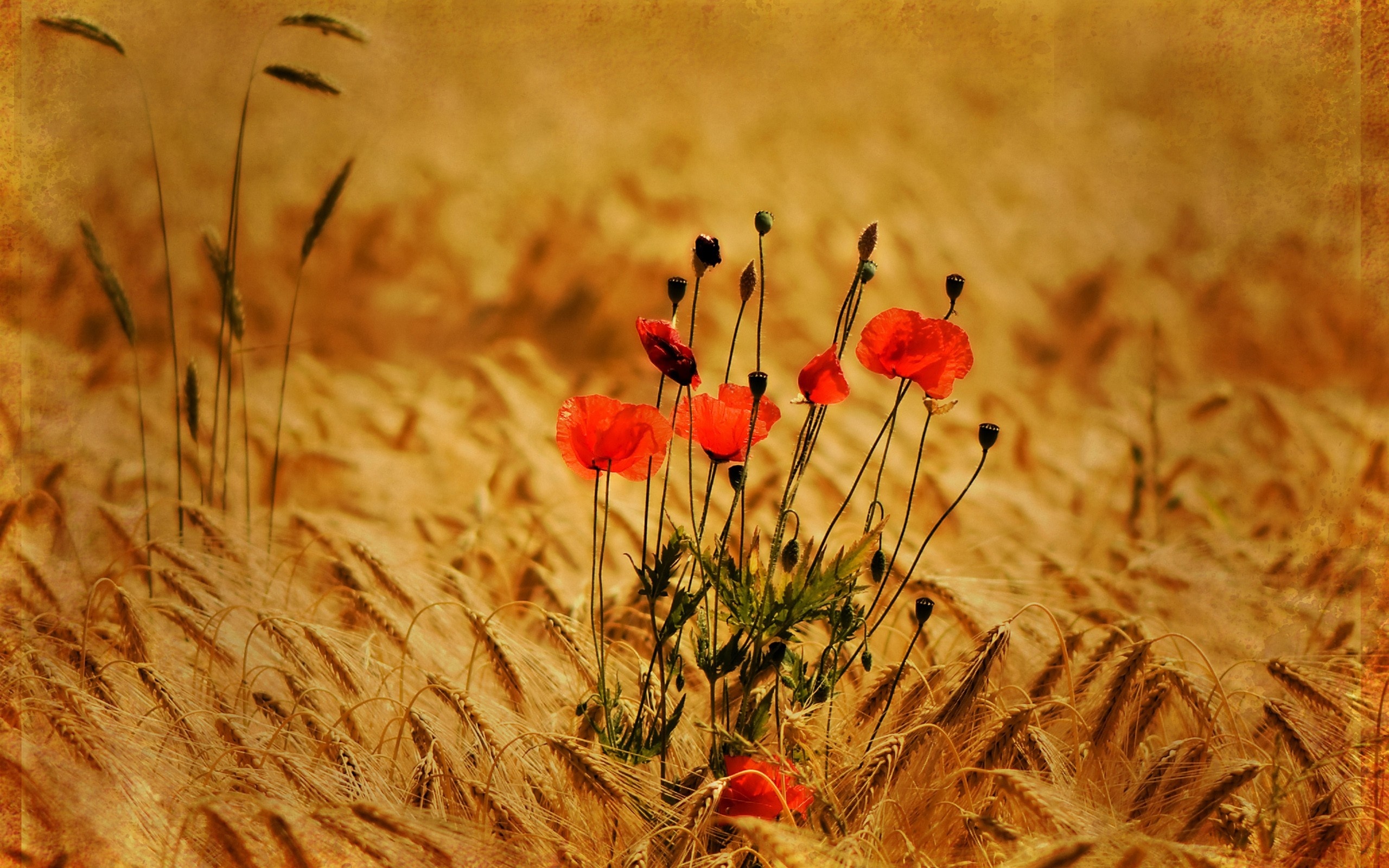 Nature Poppy HD Wallpaper | Background Image