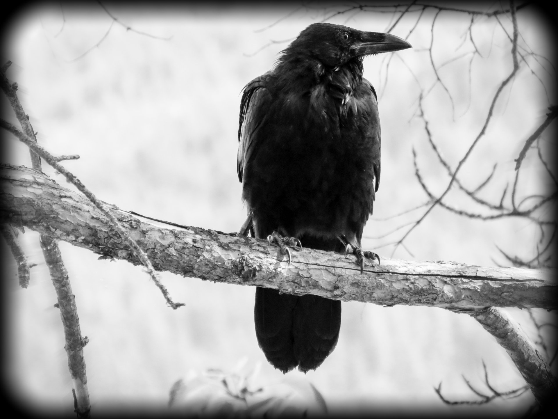 Download Black & White Bird Animal Raven 4k Ultra HD Wallpaper