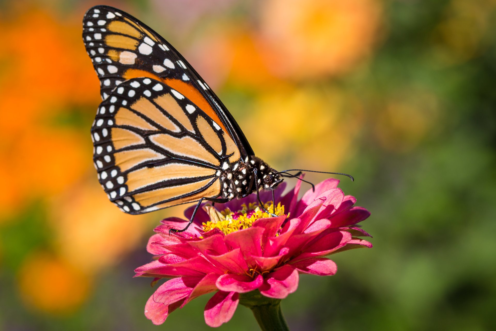 Macro shot of a monarch butterfly feeding on a bright pink flower, captured in vivid detail for a 4K Ultra HD PC desktop wallpaper background.