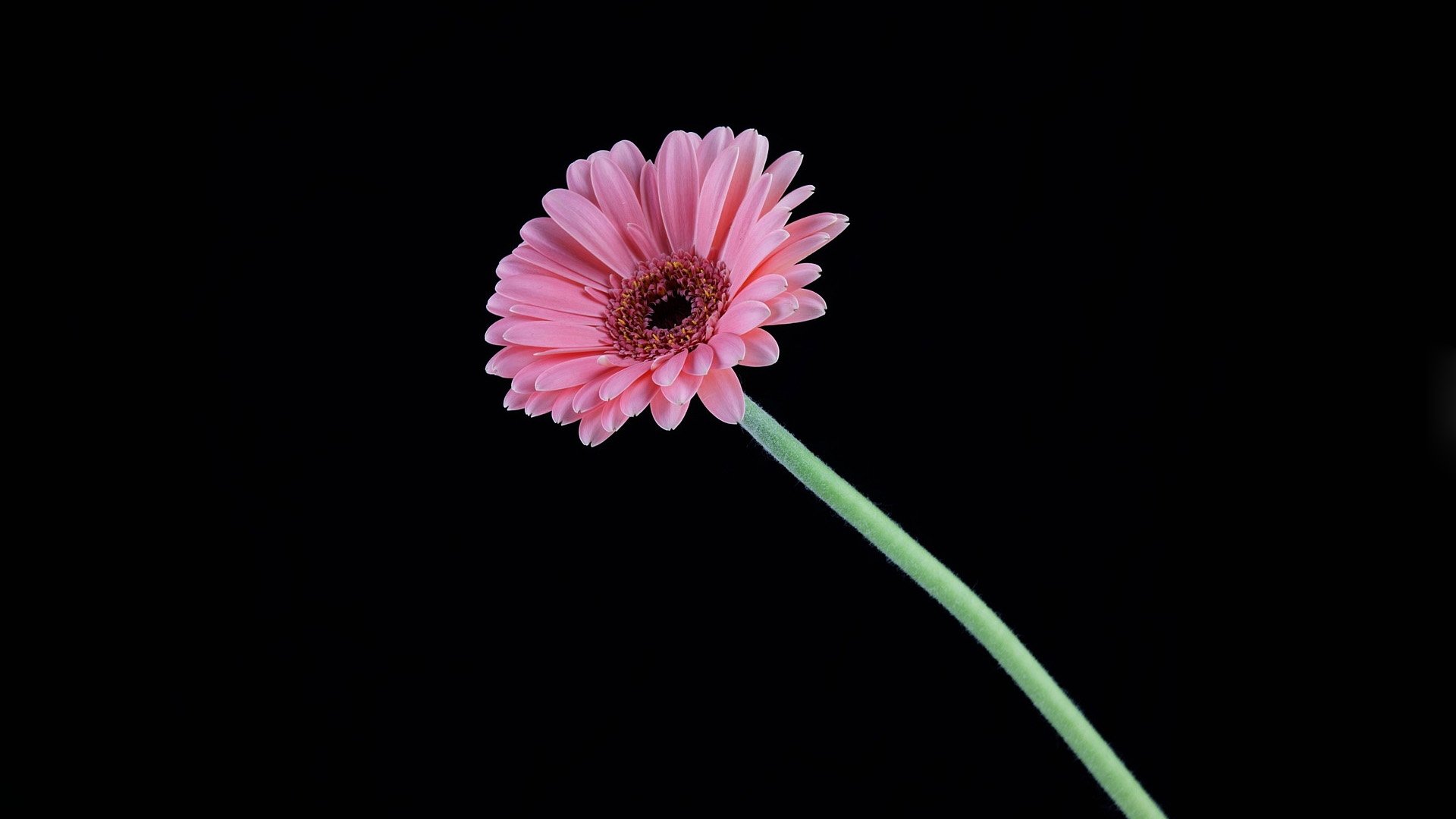Download Nature Gerbera HD Wallpaper