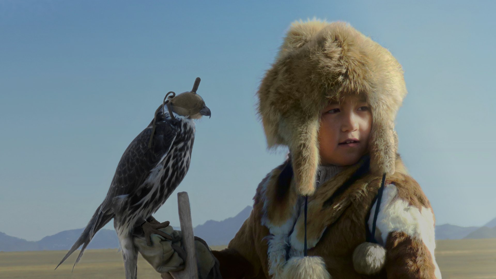 Download Falconry Mongolia Asian Bird Animal Falcon 4k Ultra HD Wallpaper by Les Pearce