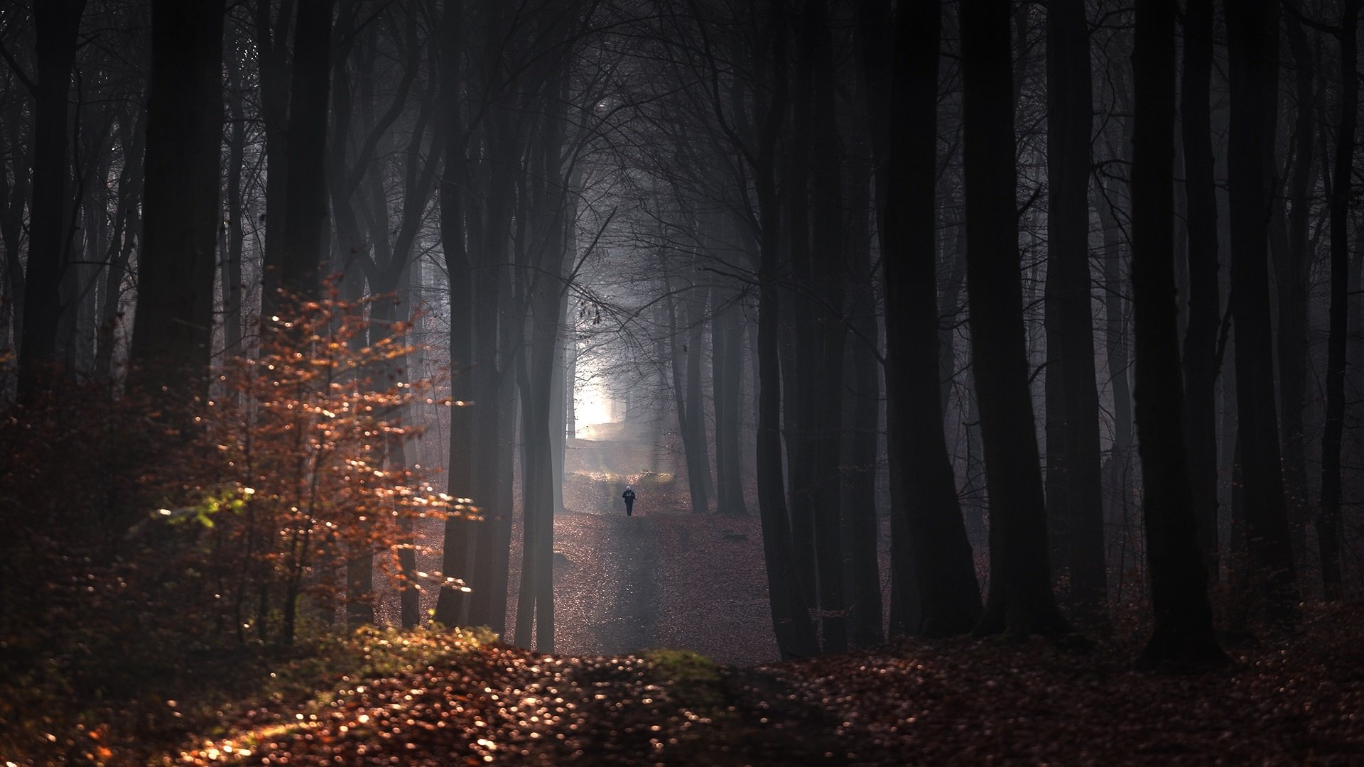 Download Fall Tree Forest Photography Path HD Wallpaper by Pawel Olejniczak
