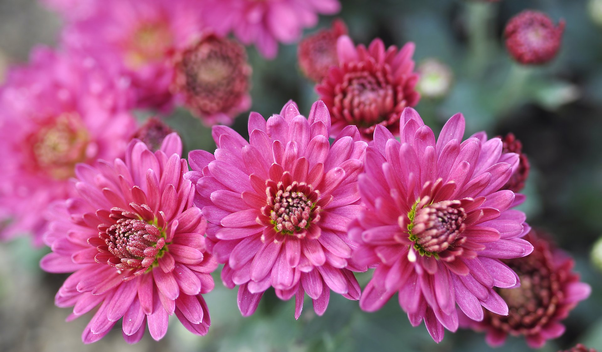Download Nature Chrysanthemum HD Wallpaper