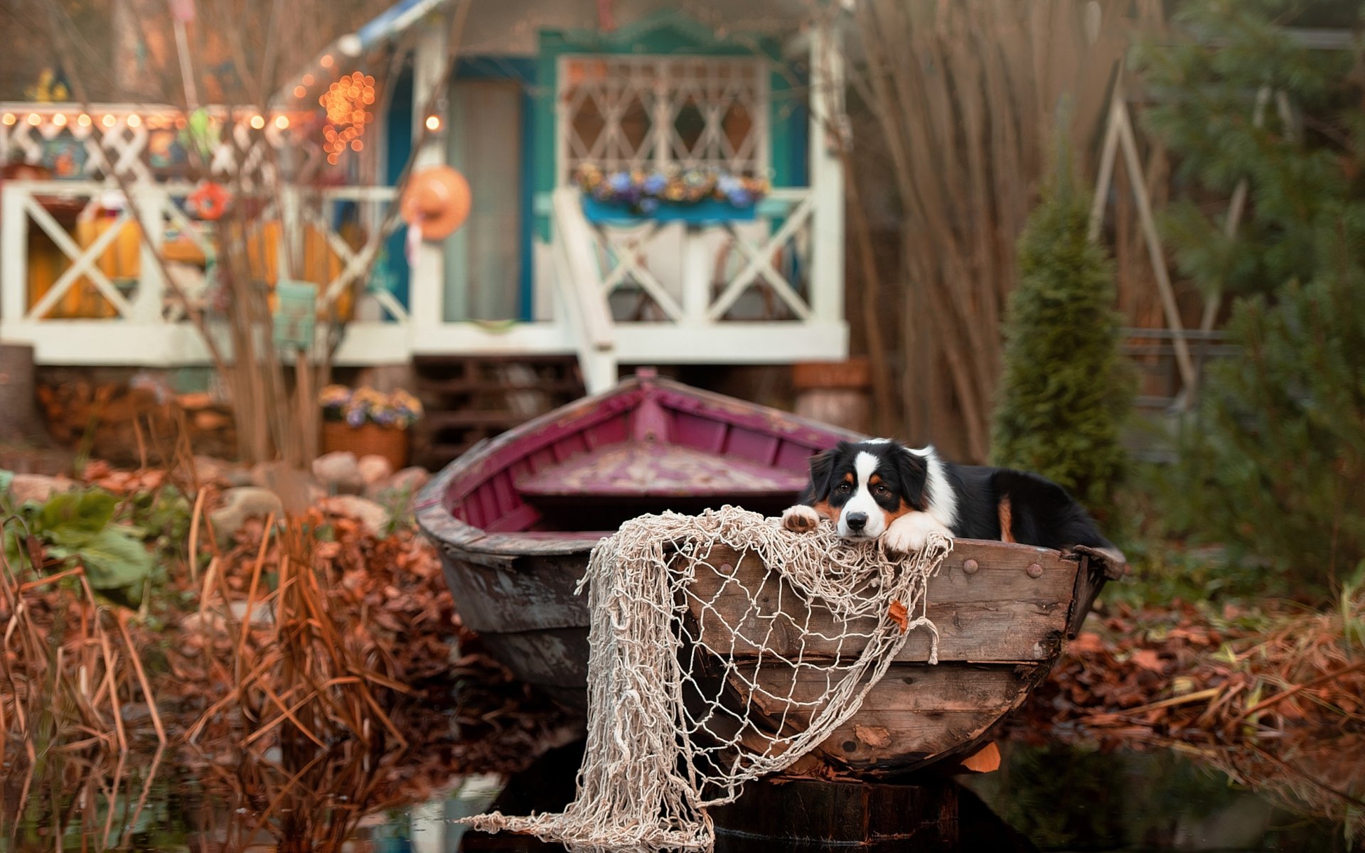 Animal Australian Shepherd HD Wallpaper