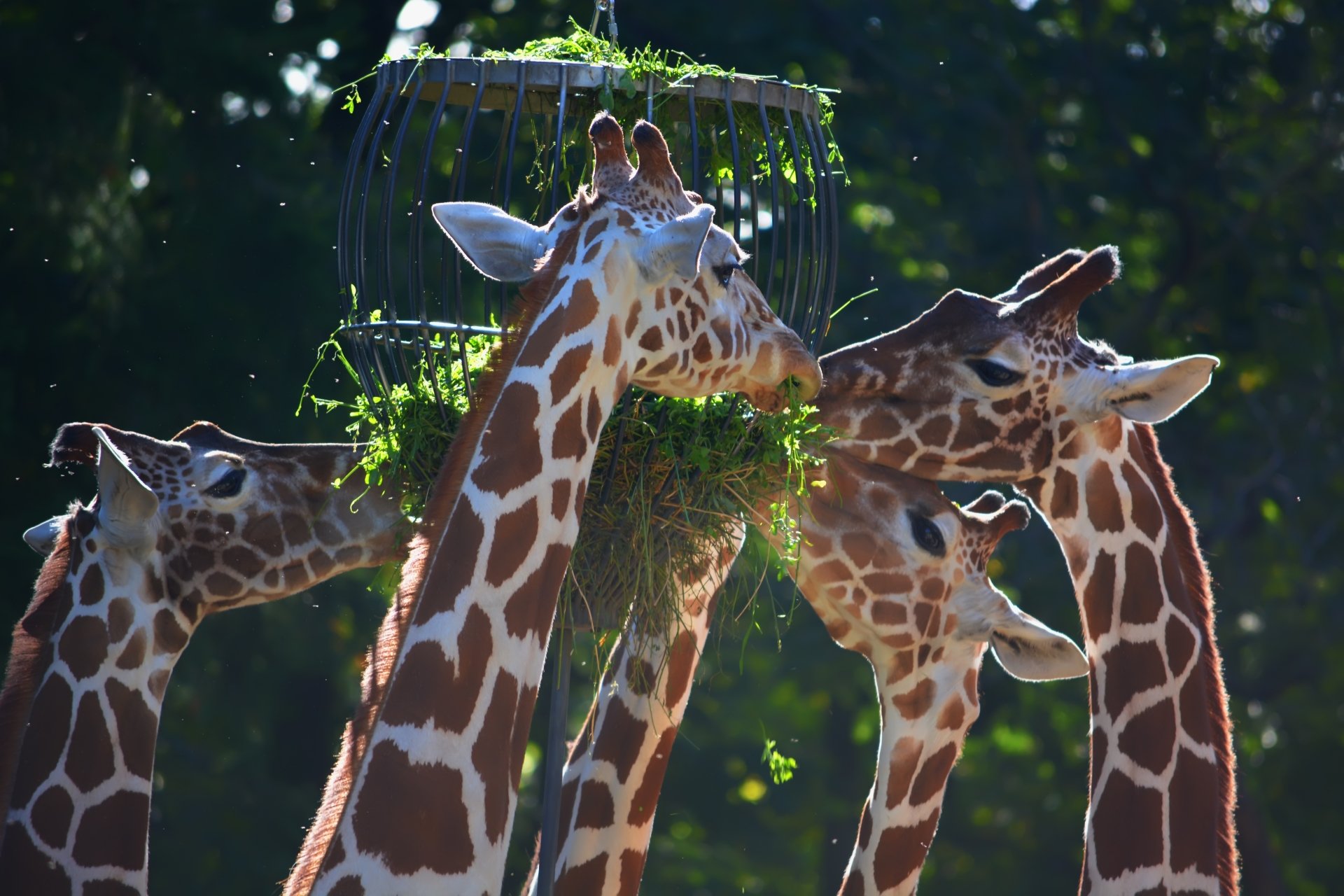 5K Ultra HD PC desktop wallpaper/background: animal — giraffes feeding from a hanging basket of greens, their patterned necks lit by dappled sunlight against a dark, leafy backdrop.