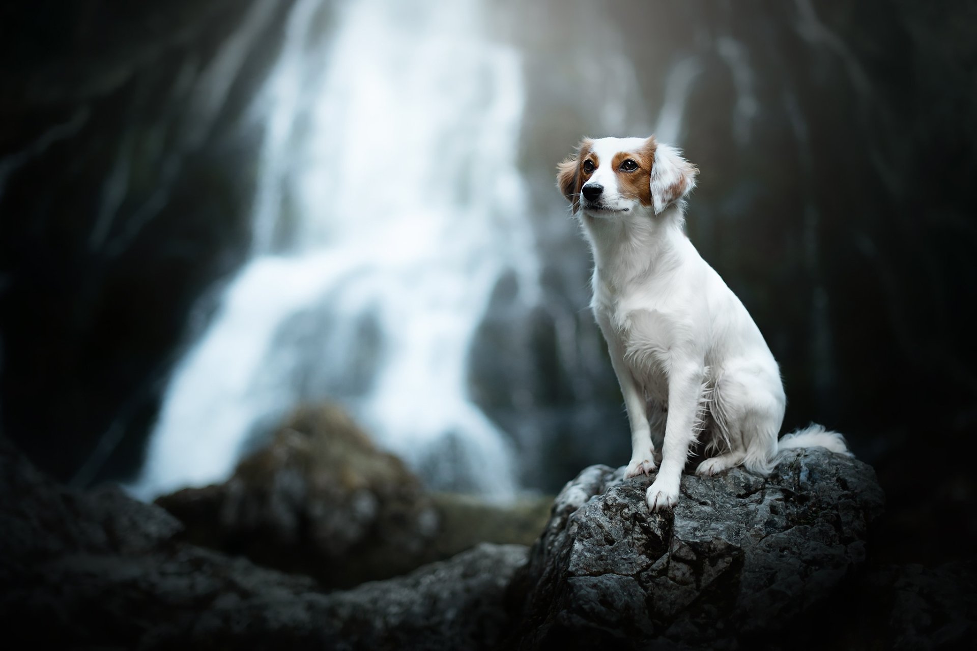 Hund HD Wallpaper Hintergrund 2048x1365 ID1138838 Wallpaper Abyss