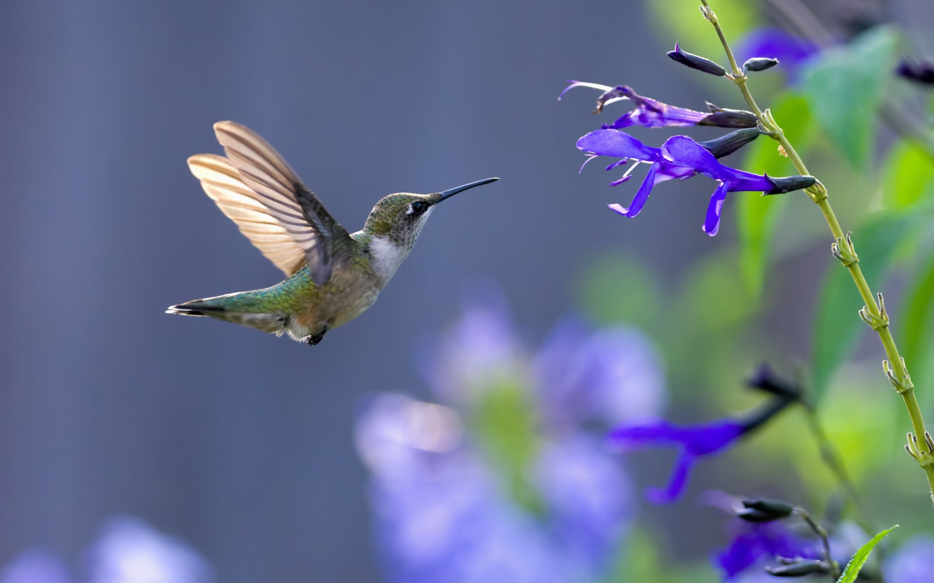 HD desktop wallpaper featuring a hummingbird in flight approaching purple flowers, showcasing vibrant colors and natural beauty of the animal.