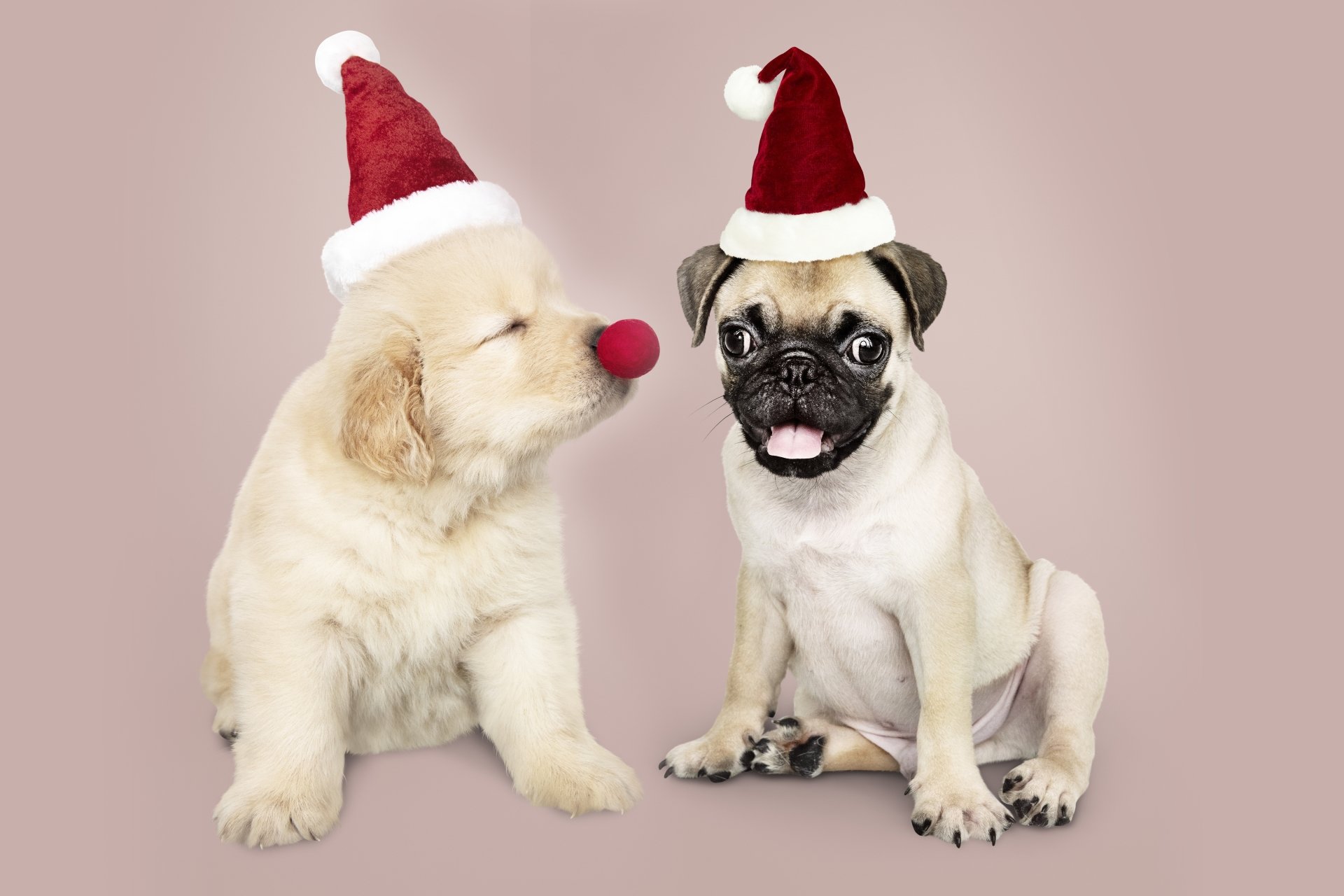5K Ultra HD Santa Pug & Labrador Puppy Wallpaper | 6000x4000 ...