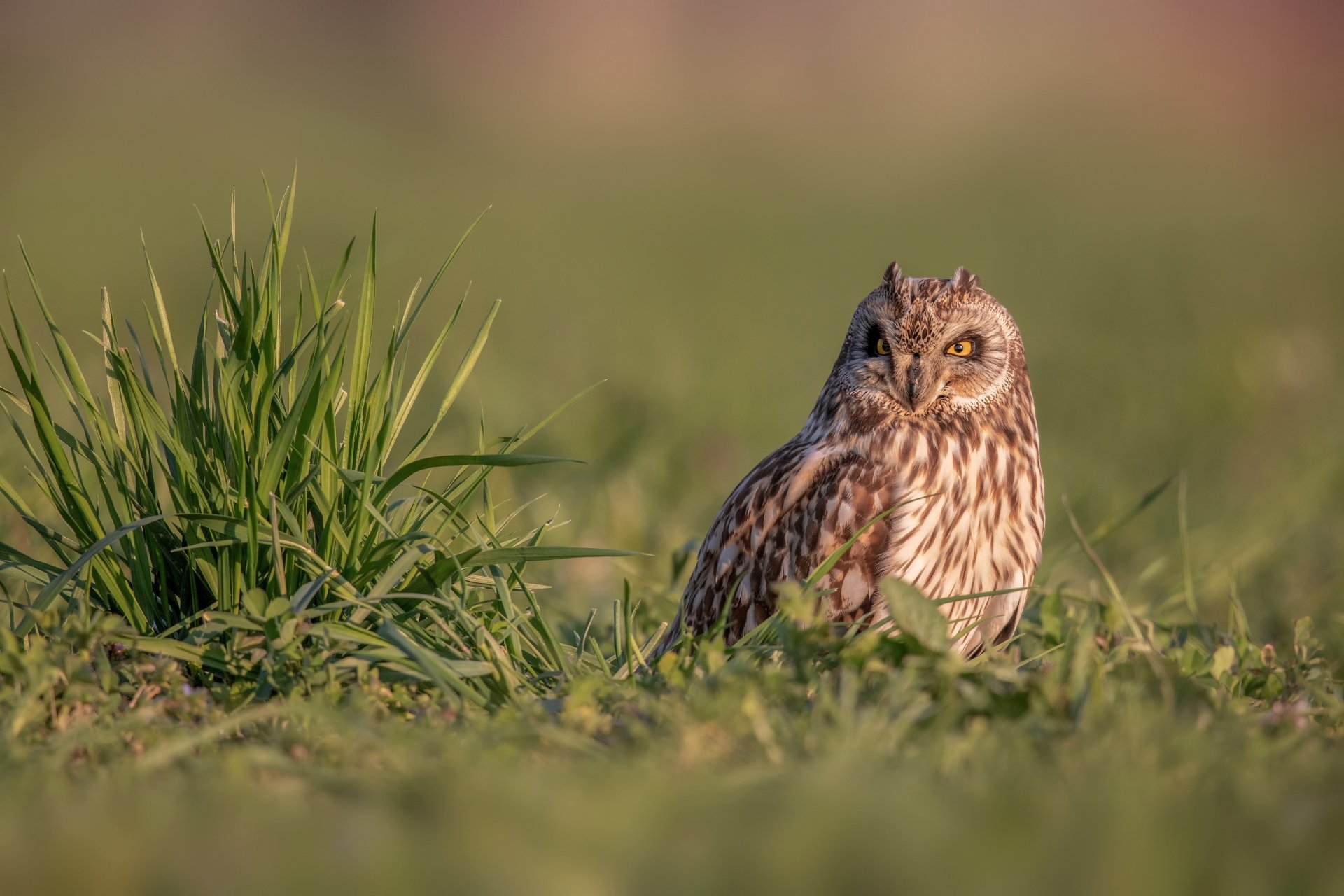 Short-eared Owl perched on grass in natural light, captured in 4K Ultra HD for a vivid wildlife desktop wallpaper.