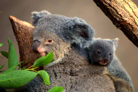 HD desktop wallpaper featuring a baby koala clinging to its mother among branches and leaves, showcasing the tender bond of these adorable animals.