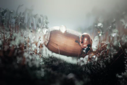 acorn depth of field Animal ladybug HD Desktop Wallpaper | Background Image