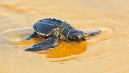  Newly Hatched Olive Ridley Sea Turtle by Dhritiman Mukherjee