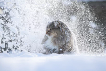A fluffy cat stands in a snowy winter landscape with snowflakes falling around, captured in HD for a serene desktop wallpaper background.