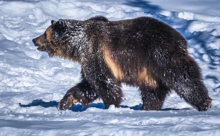 snow grizzly Animal grizzly bear HD Desktop Wallpaper | Background Image
