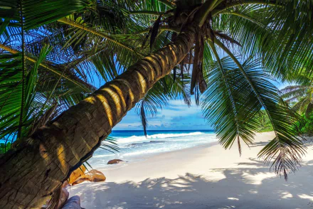 nature palm tree HD Desktop Wallpaper | Background Image
