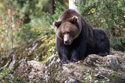 grizzly Animal grizzly bear HD Desktop Wallpaper | Background Image