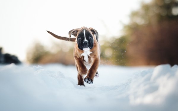 Animal Boxer Dogs Winter Snow Dog Puppy Pet HD Wallpaper | Background Image