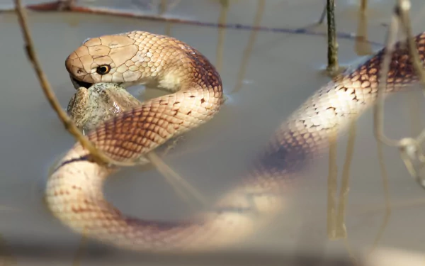  Snake in the Water Eating a Frog
