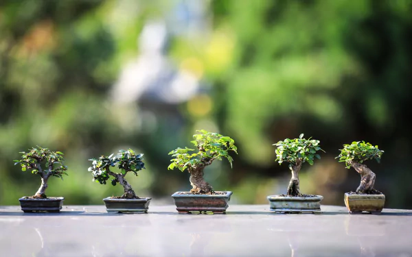nature bonsai HD Desktop Wallpaper | Background Image