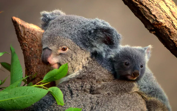 HD desktop wallpaper featuring a baby koala clinging to its mother among branches and leaves, showcasing the tender bond of these adorable animals.
