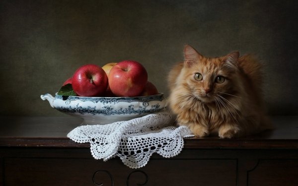 Animal Cat Apple Fruit HD Wallpaper | Background Image