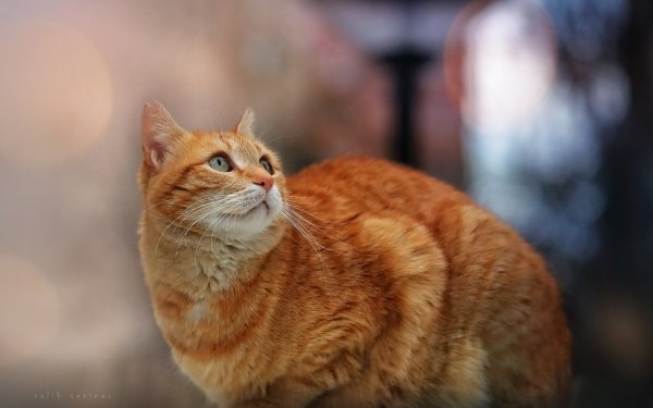 Animal Cat HD Wallpaper | Background Image