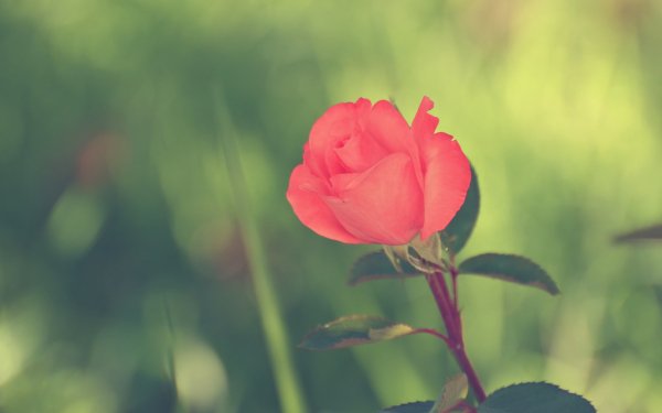 Nature Rose Flowers HD Wallpaper | Background Image