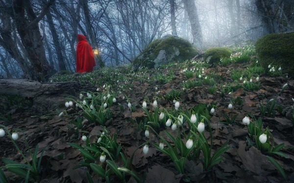 red riding hood lantern night forest woman mood night mood HD Desktop Wallpaper | Background Image