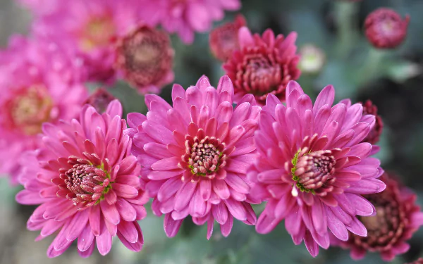 nature chrysanthemum HD Desktop Wallpaper | Background Image