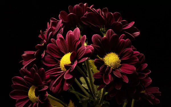 nature chrysanthemum HD Desktop Wallpaper | Background Image