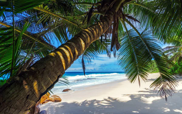 nature palm tree HD Desktop Wallpaper | Background Image