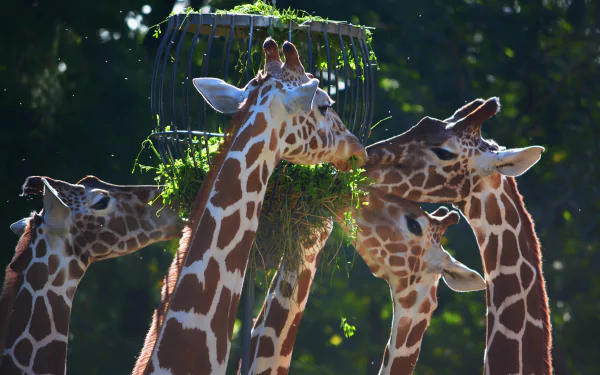 5K Ultra HD PC desktop wallpaper/background: animal — giraffes feeding from a hanging basket of greens, their patterned necks lit by dappled sunlight against a dark, leafy backdrop.