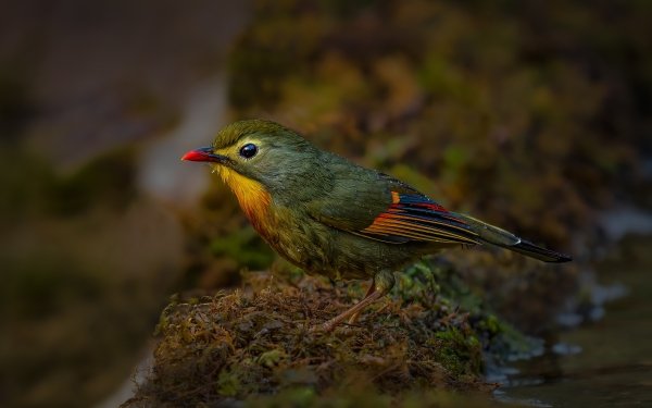 Animal Bird Birds Red-billed Leiothrix HD Wallpaper | Background Image