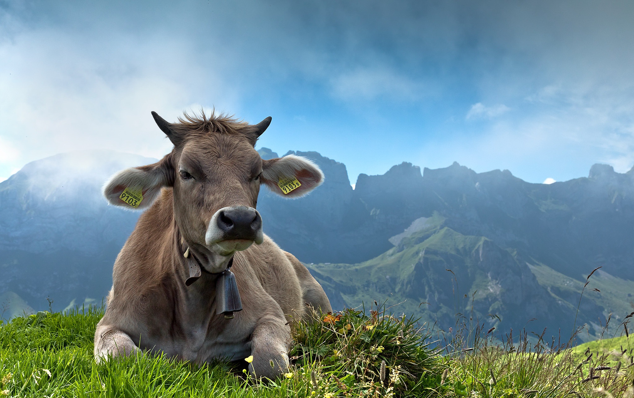 Cow HD Wallpaper | Background Image | 2048x1286