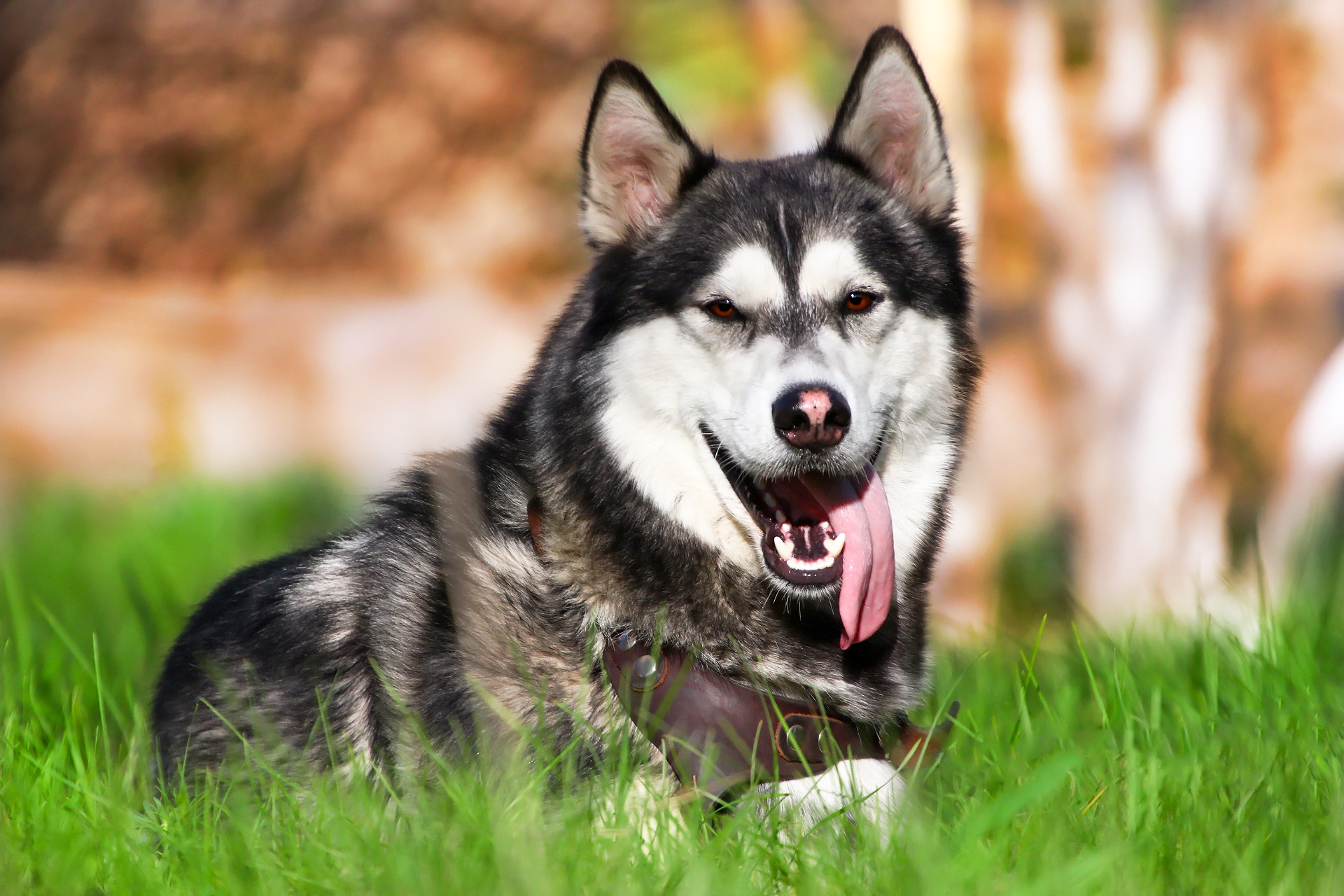 Animal Husky Hd Wallpaper