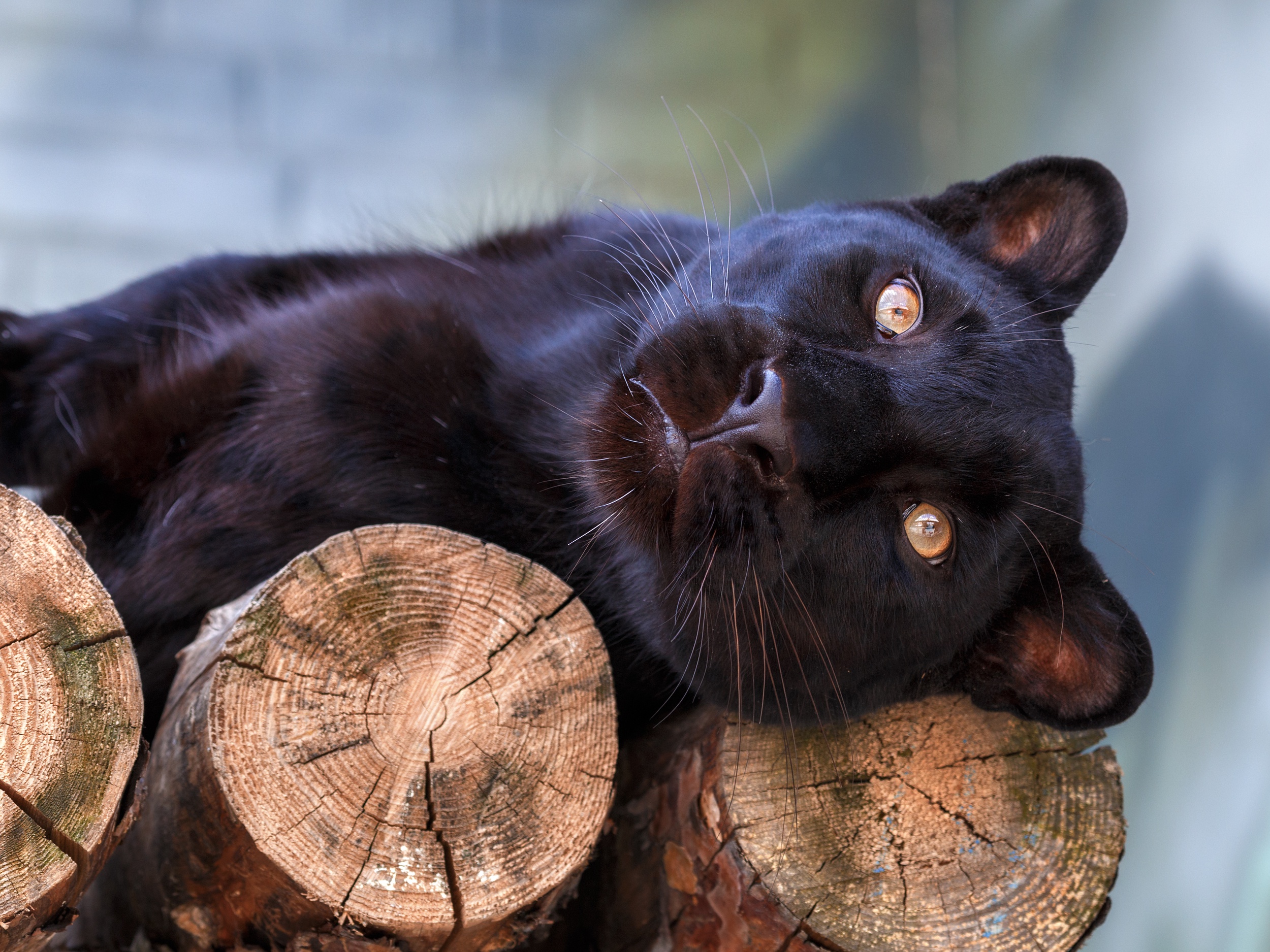 Black Panther Predator IPhone Wallpaper - IPhone Wallpapers : iPhone  Wallpapers | Black jaguar animal, Jaguar animal, Panther pictures