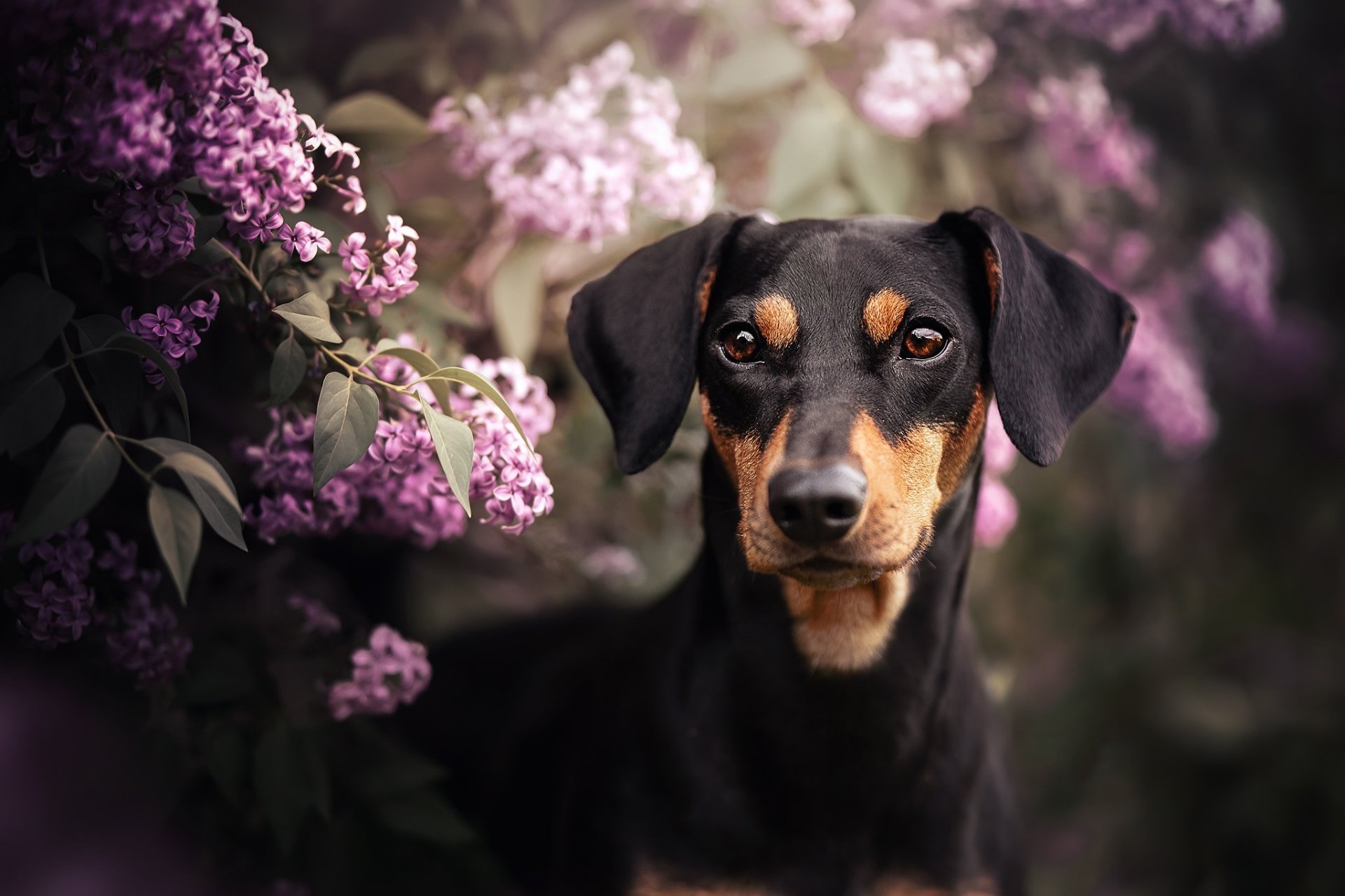 Download Pink Flower Lilac Dog Animal German Pinscher HD Wallpaper
