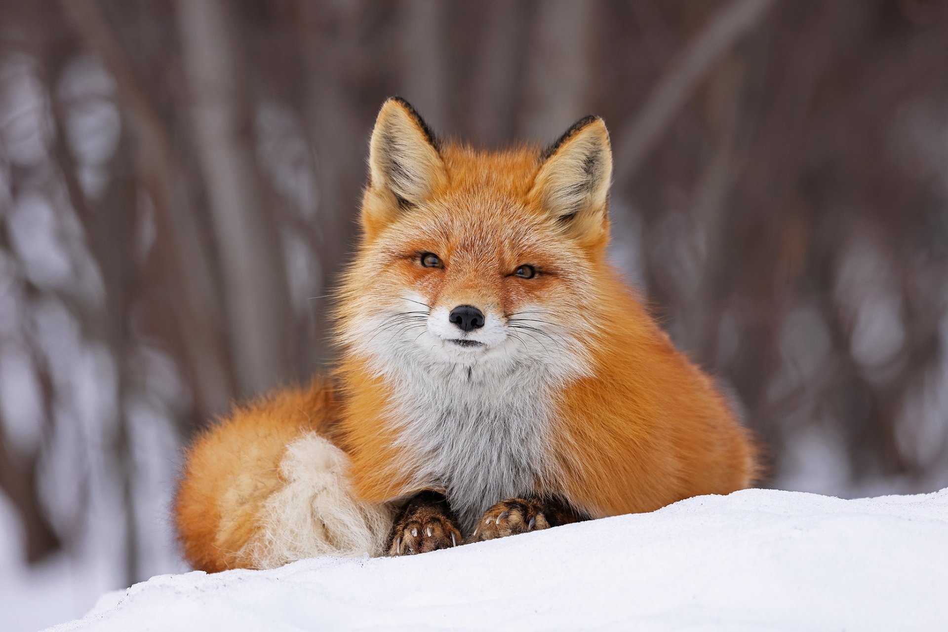 HD PC desktop wallpaper of a red fox lying in snow, staring directly ahead; fluffy orange fur contrasted with a soft-focus winter forest.