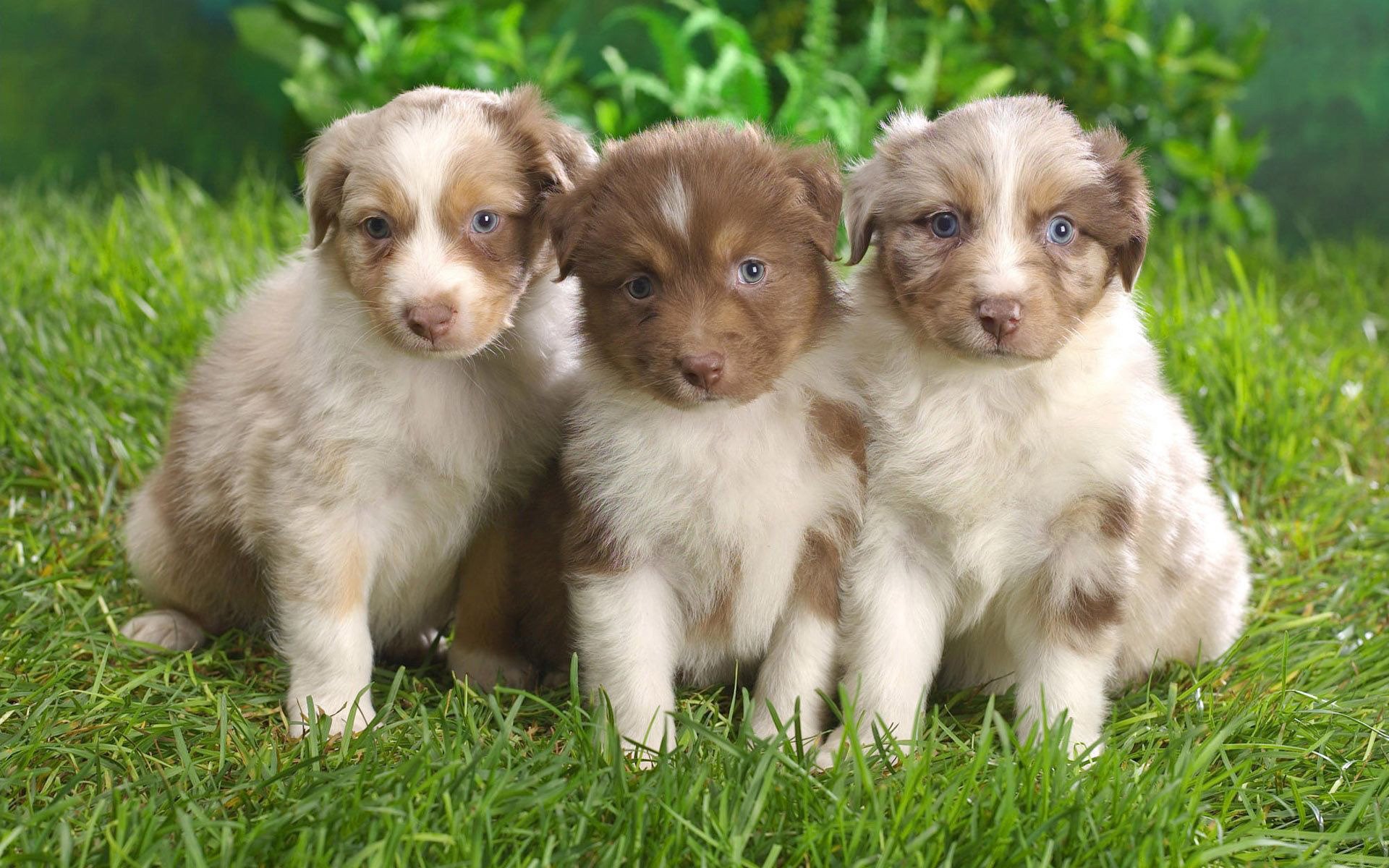 Three Australian Shepherd puppies sit together on lush green grass, showcasing their fluffy coats and bright blue eyes. This HD image makes a charming desktop wallpaper.