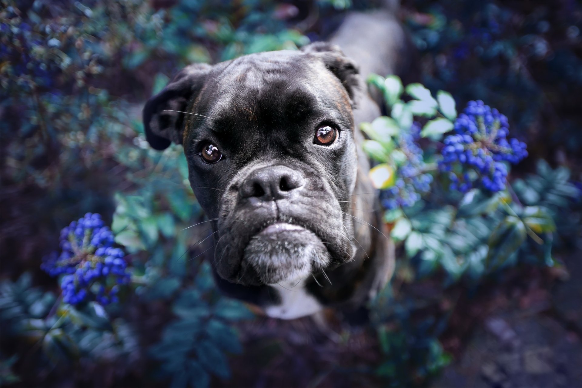Download Dog Flower Animal Bulldog HD Wallpaper | 2048x1365 | Wallpaper ...