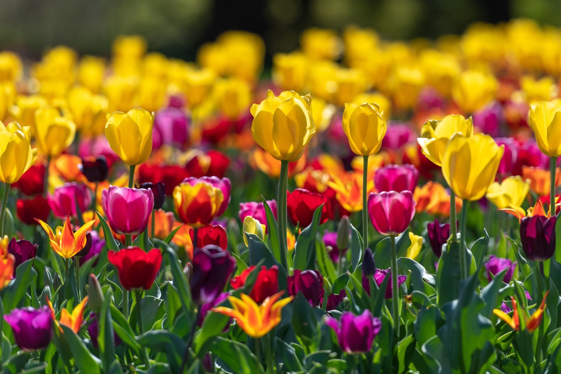 Tulip 4k Ultra HD Wallpaper | Background Image | 5103x3403 - Wallpaper ...