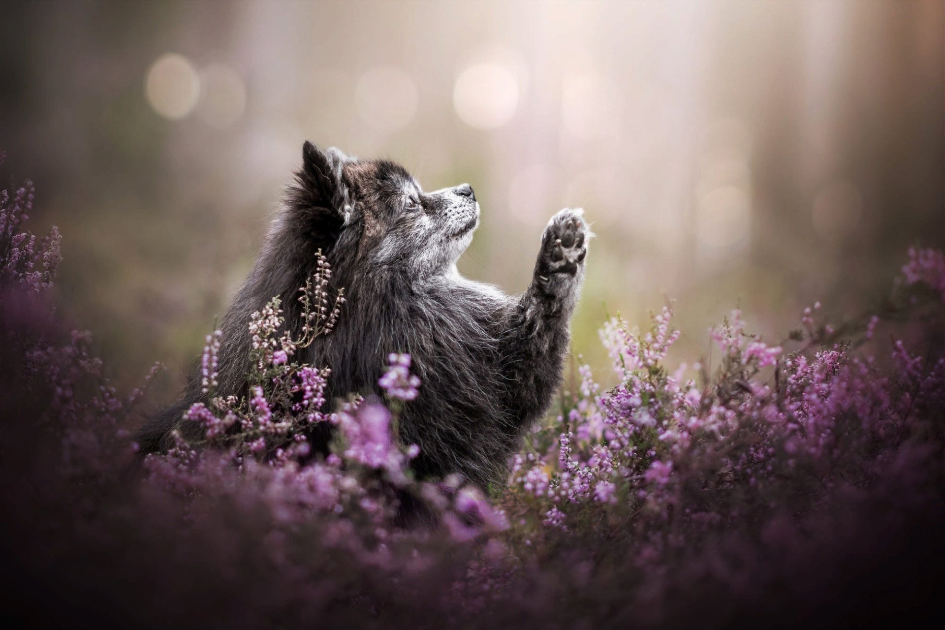 Download Dog Animal Spitz HD Wallpaper