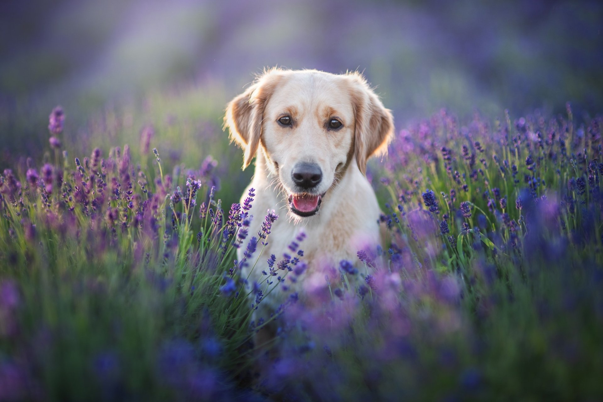 Download Lavender Dog Animal Labrador Retriever HD Wallpaper