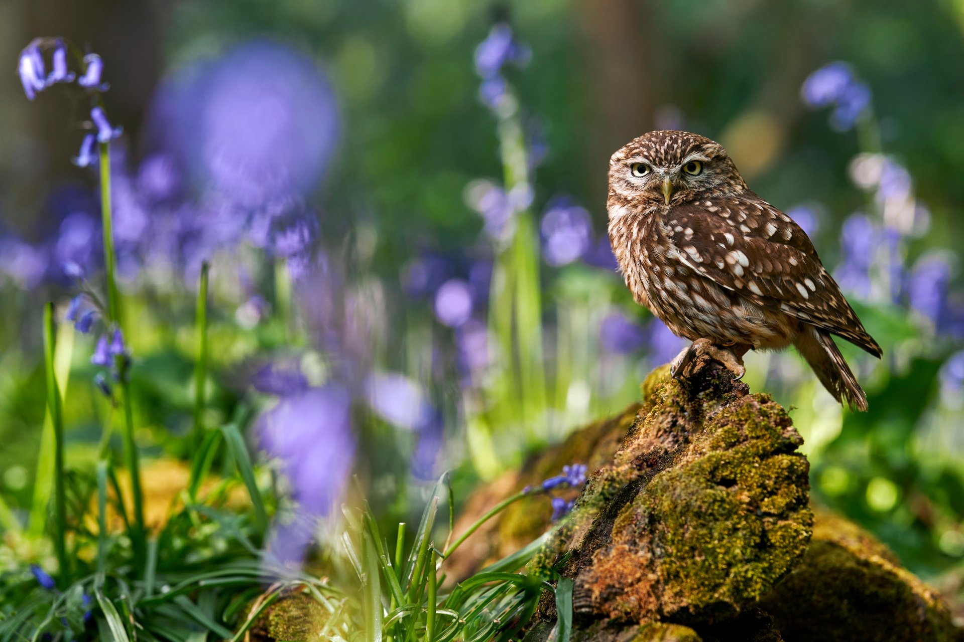 Download Bird Animal Owl 4k Ultra HD Wallpaper