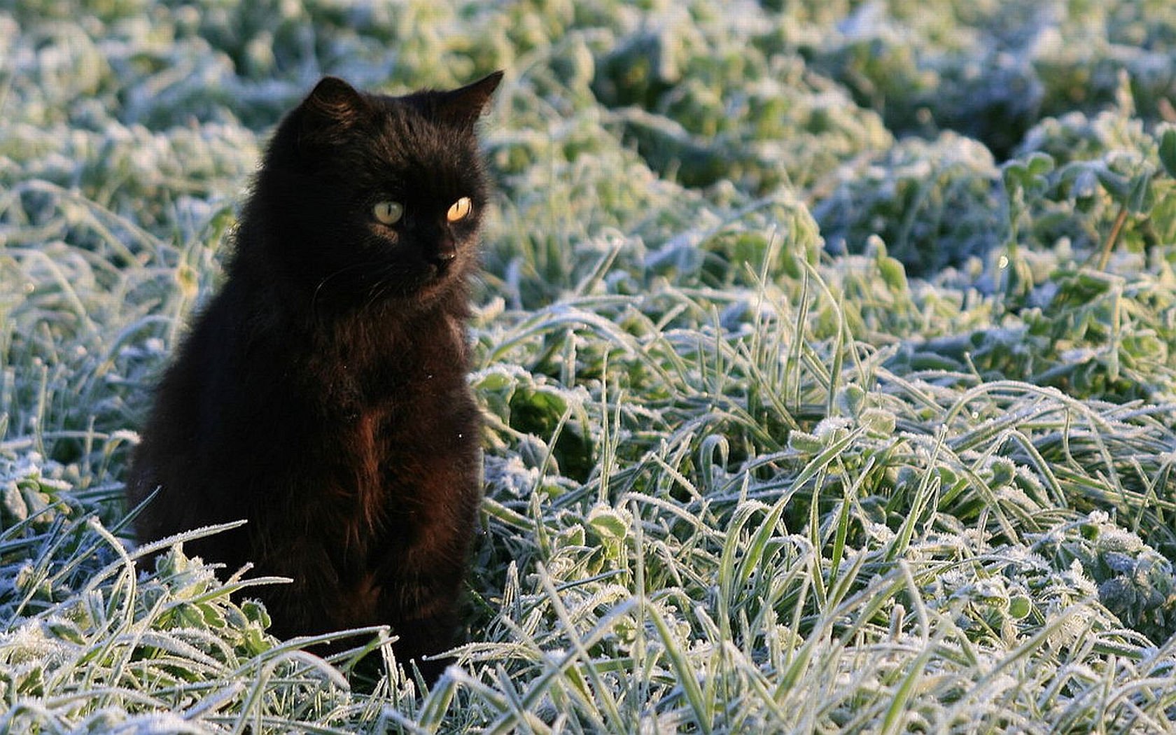 HD desktop wallpaper featuring a black cat seated on frosty green grass, creating a serene outdoor background scene.
