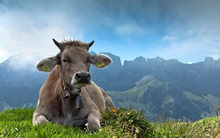 HD desktop wallpaper of a cow resting on a grassy hill with mountains and a blue sky in the background.