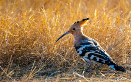 A hoopoe bird stands among golden dry grass, captured in sharp detail as an HD PC desktop wallpaper showcasing this striking animal.