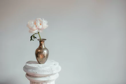  Peony In The Vase