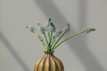  Grape Hyacinths In Vase